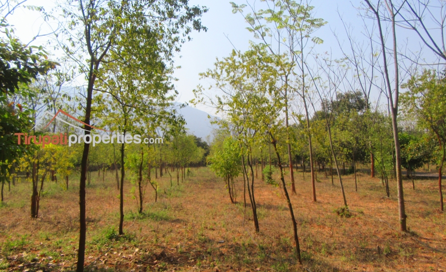 #FarmLands With #Sandalwood Plantation #PlotsforSale Near Ithepalli - Benguluru Highway, #Tirupati